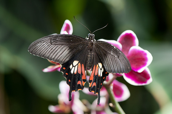 Scarlet Swallowtail