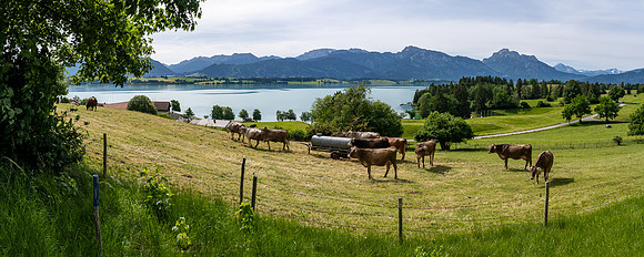On the road out of Hopfen am See