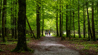 Alpine Forest around Königssee