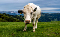 Alpine Cow