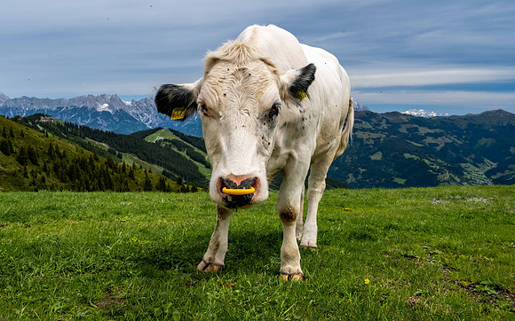 Alpine Cow