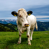 Same Alpine Cow!