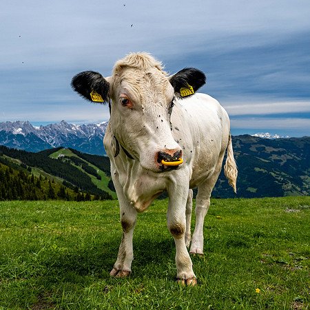 Same Alpine Cow!