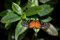 Resident of The Butterfly House