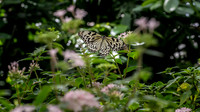 Resident of The Butterfly House