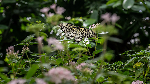 Resident of The Butterfly House
