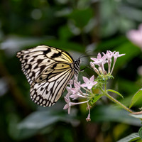 Resident of The Butterfly House