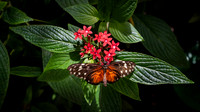 Resident of The Butterfly House