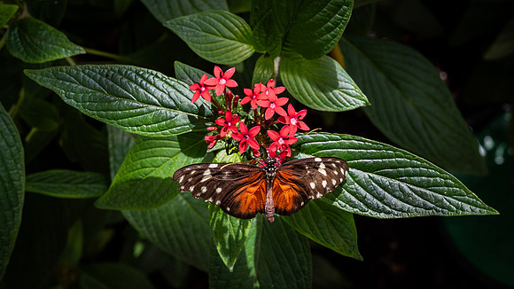 Resident of The Butterfly House