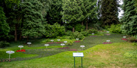Local Flora, Botanic Gardens, Mainau