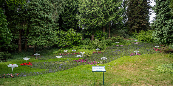 Local Flora, Botanic Gardens, Mainau