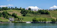 Meersburg vineyards