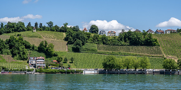 Meersburg vineyards