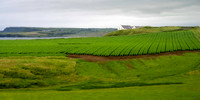 Cereal Grain Crop, Bushmills