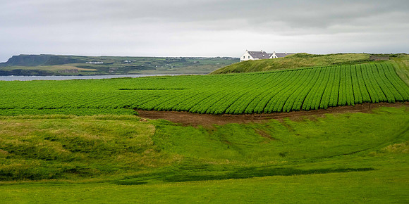 Cereal Grain Crop, Bushmills