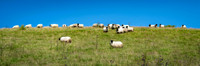 Sheep Farming