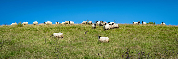 Sheep Farming