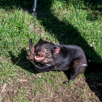 Tasmanian Devil in captivity