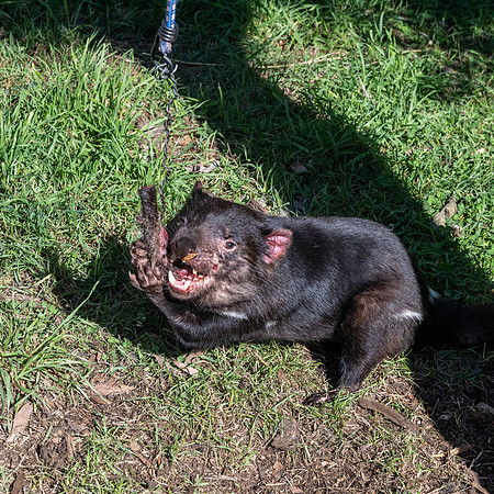 Tasmanian Devil in captivity