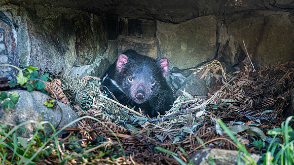 Tasmanian Devil in captivity