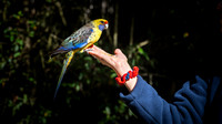 Adelaide Rosella