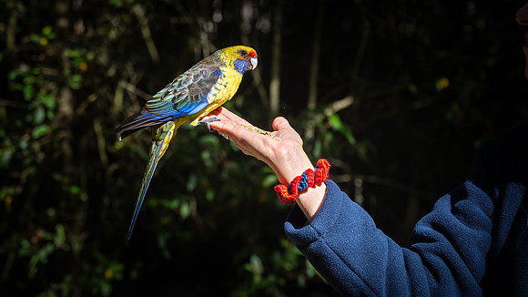 Adelaide Rosella