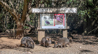 Pademelon Corner