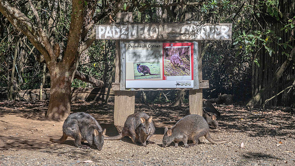Pademelon Corner