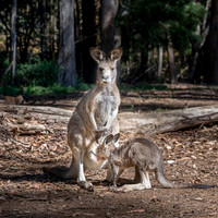 Kangaroo in captivity