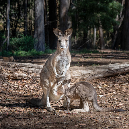 Kangaroo in captivity