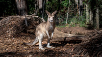 Kangaroo in captivity