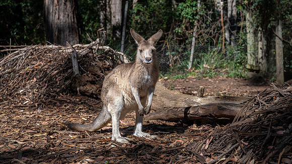 Kangaroo in captivity