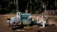 Kangaroo with a pair of Cape Barren Geese