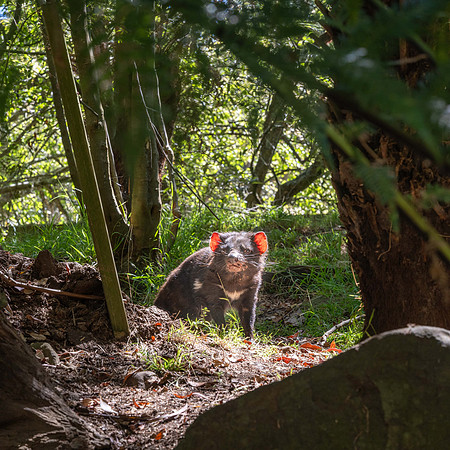 Tasmanian Devil in captivity
