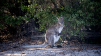 Wild kangaroo in Freycinet National Park