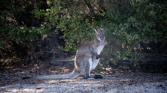 Wild kangaroo in Freycinet National Park