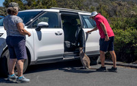Friendly Kangaroo at Cape Tourville