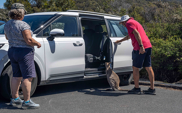 Friendly Kangaroo at Cape Tourville