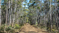 Wielangta Forest Reserve