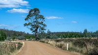 Wielangta Forest Reserve
