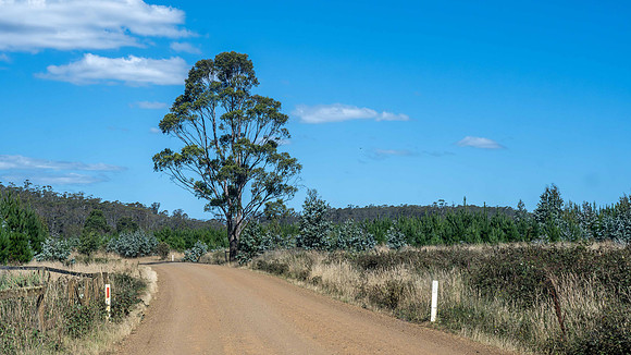 Wielangta Forest Reserve
