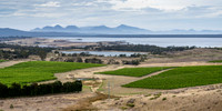 Devil's Corner Vineyards leading to Great Oyster Bay