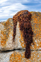 Lichen and Seaweed