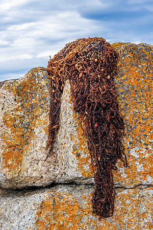 Lichen and Seaweed