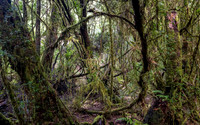 Franklin-Gordon Wild Rivers National Park