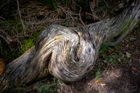 Sunlit Weathered Wood
