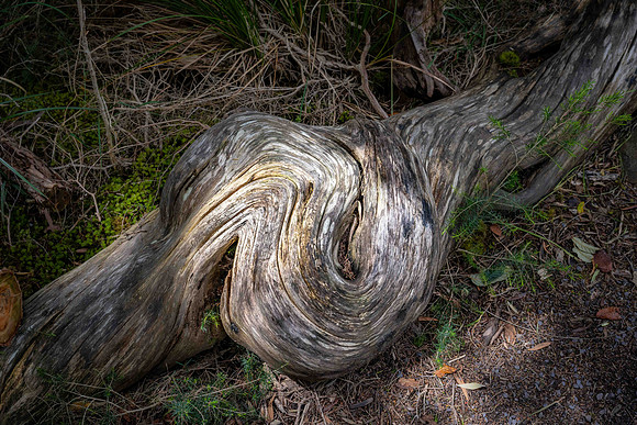 Sunlit Weathered Wood