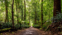 Path to Botanical Creek3