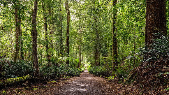 Path to Botanical Creek3