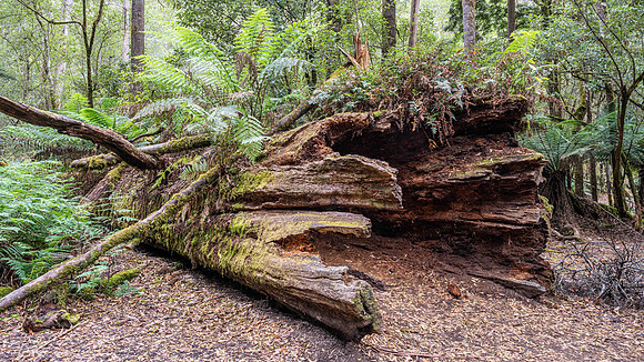 Fallen Tree in Mount Field National Park